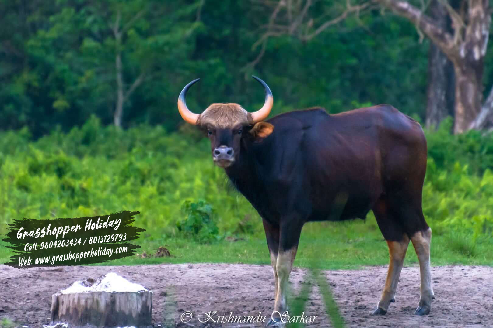 chapramari bison dooars package tour